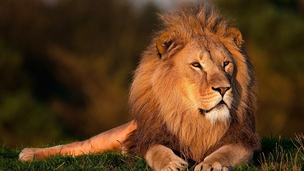 lion-794962__340