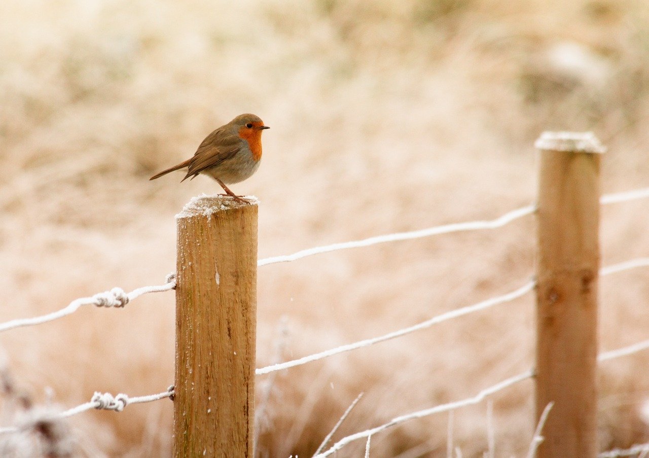 winter-843578_1280