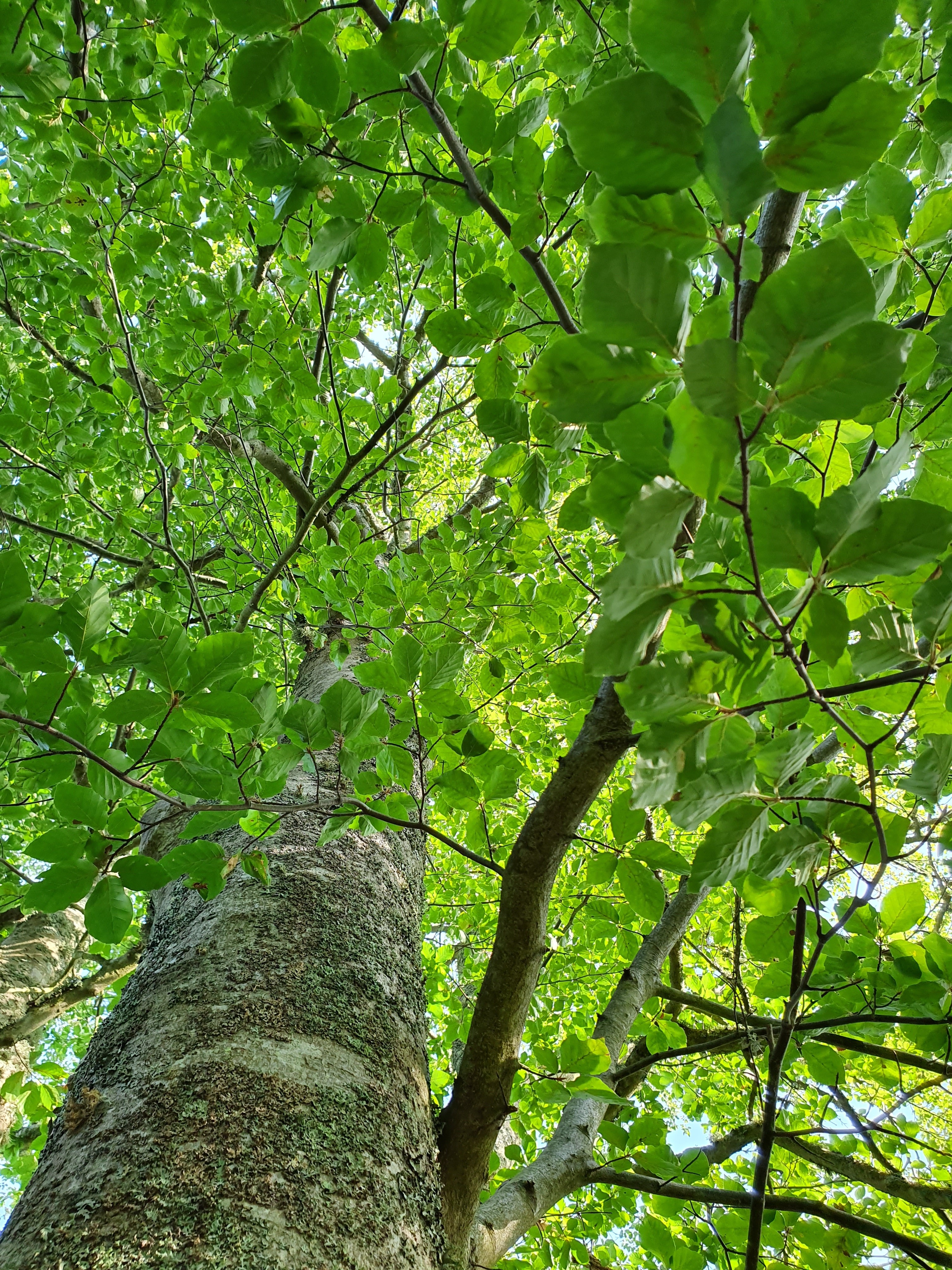 bokskog