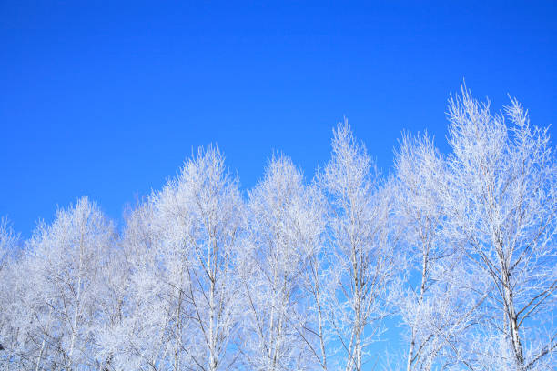 Rime ice