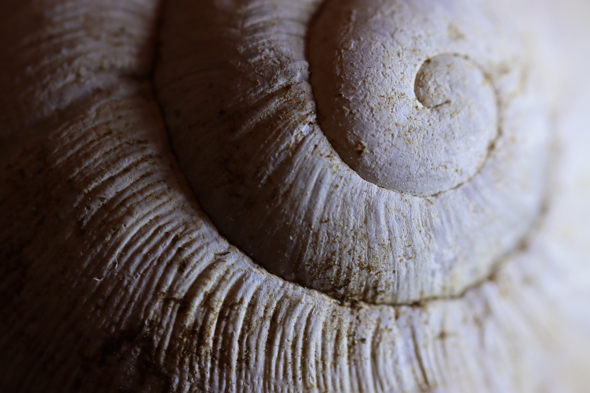 shell-g6a1841740_1920
