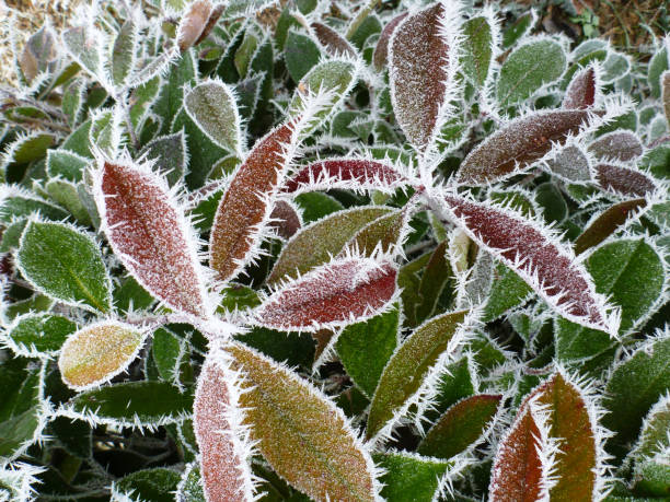 Plants frozen in the cold air of midwinter in the suburbs of Milan, Italy